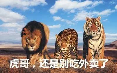 最新虎獅，學(xué)習(xí)變革的力量，自信與成就感的崛起之路
