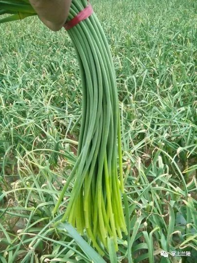 最新蒜苔價(jià)格變動(dòng)，學(xué)習(xí)中的自信與成就感的源泉