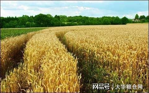 今天小麥最新價(jià)格行情，變化中的機(jī)遇與自我成長(zhǎng)潛力探索